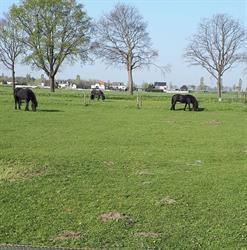 Horseland Zwaluwe, Hooge Zwaluwe openingstijden