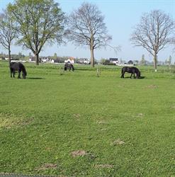 Horseland Zwaluwe, Hooge Zwaluwe openingstijden