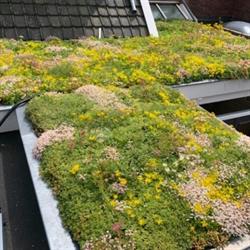 UWgroendak.nl, Zeist openingstijden