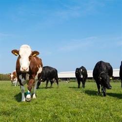 Boerenvleespakket.nl, Weert openingstijden