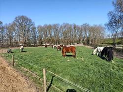 Iron Horse Ranch, Breda openingstijden