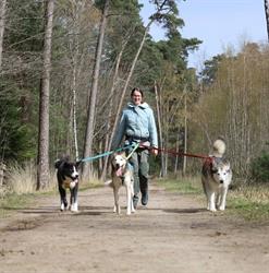 Hond in Evenwicht., Lage Zwaluwe openingstijden