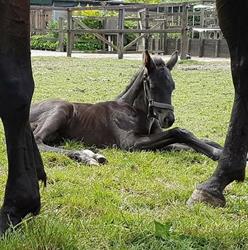Benz Stables Pensionstalling, Paardendeken wasserij,Kraamkamer drachtige merries., Westbeemster openingstijden