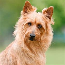 Australian Terrier von den Grauen Anfurten, Dinxperlo openingstijden