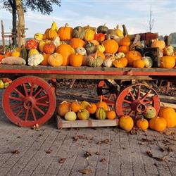 Pompoenboerderij Onderdijk, Wervershoof openingstijden