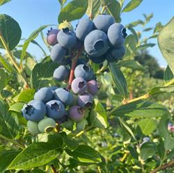 Criens Blauwe Bessen BV, Haelen openingstijden