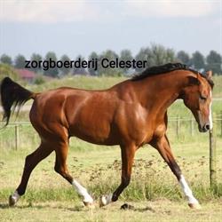 Zorgboerderij Celester, Halfweg openingstijden