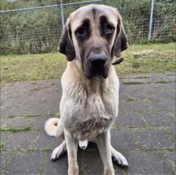 Dierentehuis Kennemerland, Zandvoort openingstijden
