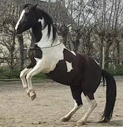 PaardenRijk, Wolphaartsdijk openingstijden