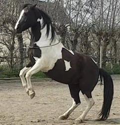 PaardenRijk, Wolphaartsdijk openingstijden