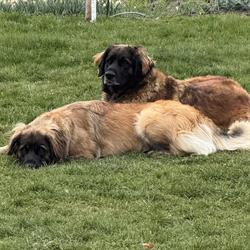 Leonberger Kennel Van De Weidemars, Wijhe openingstijden