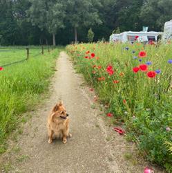 De Spekdonken - Boerderijterras en Camperplaatsen, Vessem openingstijden