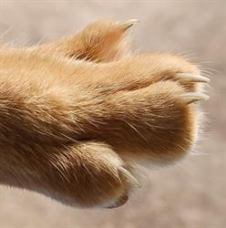 Stichting Kattendorp, Harfsen openingstijden