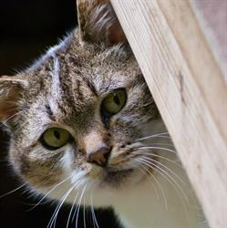 Stichting Kattendorp, Harfsen openingstijden