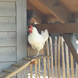 Bed en Breakfast Hartenlust, Bodegraven openingstijden