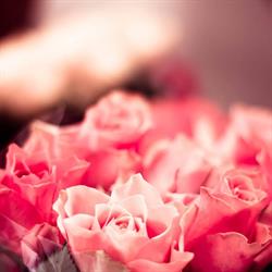 GEVE Bloemen & Planten, Almere openingstijden