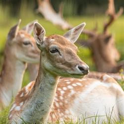 Kinderboerderij Hertenkamp Maasland, openingstijden