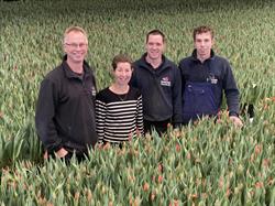 Schilder Tulips, Stompetoren openingstijden