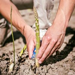 Horeca Asperges by Broersen, Warmenhuizen openingstijden