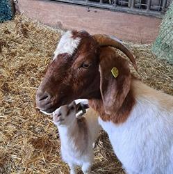 Melkveehouderij en bezoekboerderij 'de Weiden', Beltrum openingstijden