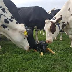 Melkveehouderij & Boerderijwinkel Hoogerwerf - Familie Blom, Lepelstraat openingstijden