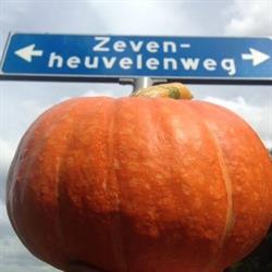 Groentenhof Poelen VOF, Groesbeek openingstijden
