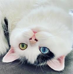 Kattentrimsalon Catified, Oude-Tonge openingstijden