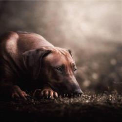 Janaihmani Ridgeback Kennel, Bocholtz openingstijden