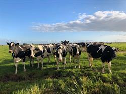Slapen op het platteland in het Groene hart, Bodegraven openingstijden