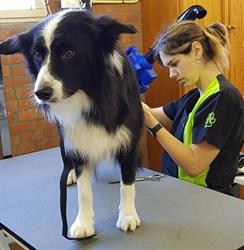Trimsalon Zo Paws, Rijssen openingstijden