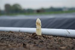 Verstappen Asperges, Leveroy openingstijden