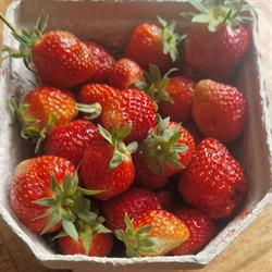 Fruitpluktuin en terrassen reinigingsbedrijf, Rutten openingstijden