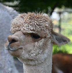 Alpaca World Friesland, Workum openingstijden