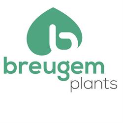 Breugem Plants Bv, Bleiswijk openingstijden