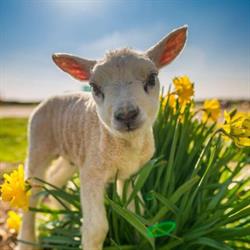 Schapenboerderij Texel - Lammetjes knuffelen, Den Burg openingstijden