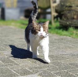 Stichting Kinderboerderij Buitengewoon, Velp openingstijden