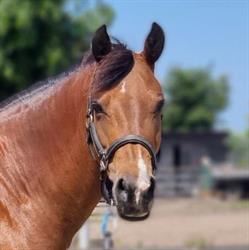 Diamond Horses, Rijpwetering openingstijden