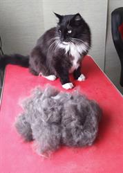 Kattentrimsalon JellieCat, IJmuiden openingstijden