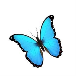 ButterflyRoad Studio, Aalten openingstijden