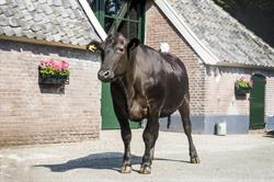 Wagyu Verwolde, Laren openingstijden