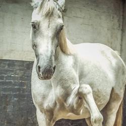 Sissi Dreamstables, Middelburg openingstijden
