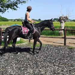 Energetic Horse, Hoek openingstijden