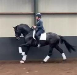 Luxor Stables, Maasbree openingstijden