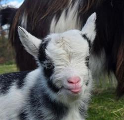 Kinderboerderij De Voskuilerhoeve, Wezep openingstijden