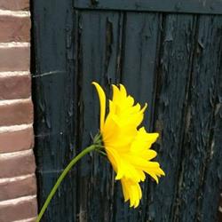 Schoonmaak- en glazenwassersbedrijf Sly, Barchem openingstijden
