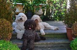 Pride and Joy Australian Labradoodles, Molkwerum openingstijden