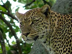 Tanzania Safari Tour, Medemblik openingstijden
