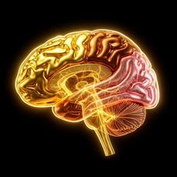 Healthy Brains, Terborg openingstijden