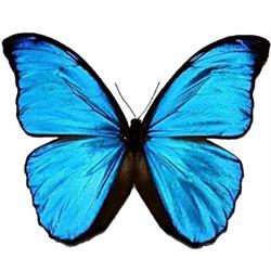 Big Bugs Butterflies, Olst openingstijden
