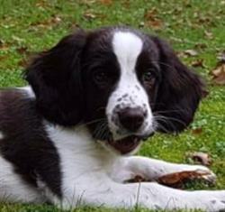 Pet CheckUp, Vogelenzang openingstijden
